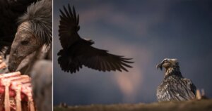 Prijswinnende foto's vieren gieren, de onbezongen helden van de natuur