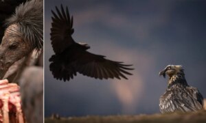 Prijswinnende foto’s vieren gieren, de onbezongen helden van de natuur