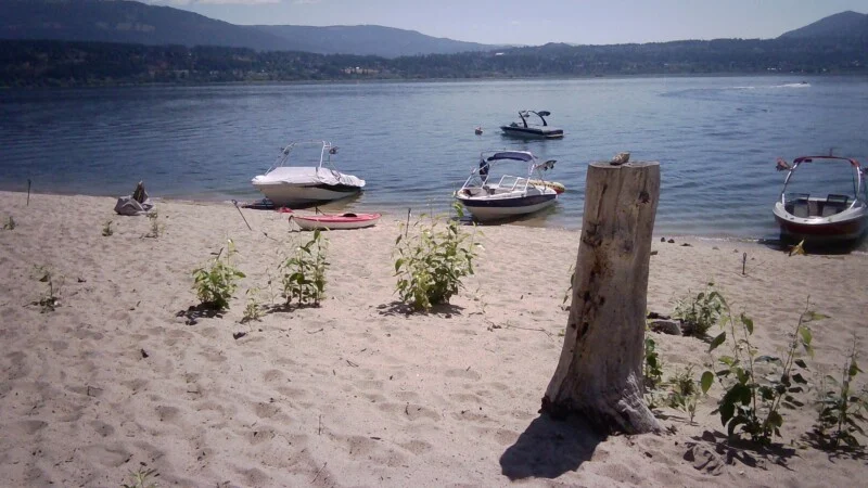 A sandy beach features a large tree stump in the foreground, with several motorboats and a small kayak moored along the shoreline under a clear sky.