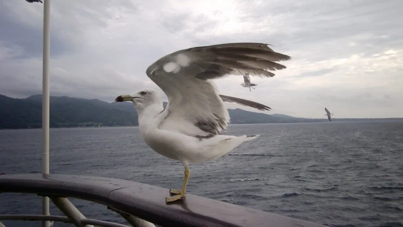 A seagull stands on a metal railing with its wings spread, overlooking a body of water with mountains in the background.