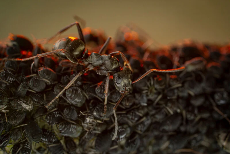 A black ant stands on a dense cluster of small, dark aphids on a plant stem, illuminated by warm, golden light.