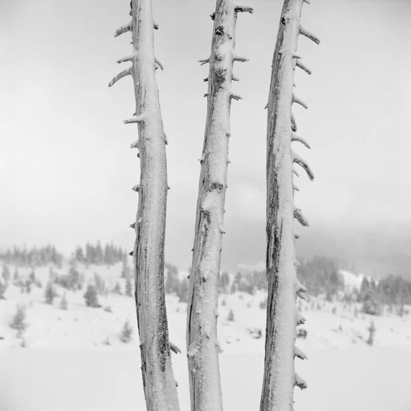 Three snow-covered, leafless tree trunks stand in the foreground against a blurred, wintry landscape.