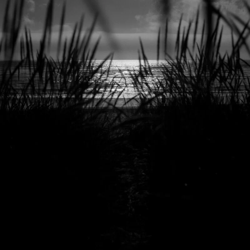 A black and white view of the ocean at sunset, framed by dark, silhouetted blades of beach grass in the foreground.