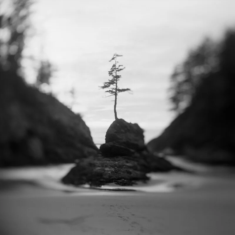 A small, lone tree grows atop a jagged rock formation centered between two dark, blurred cliffs on a sandy beach.