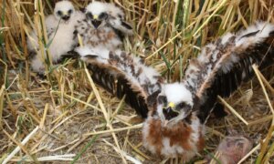 Zeldzaamste vogelnesten uit het VK: geheim gehouden om natuurfotografen buiten de deur te houden