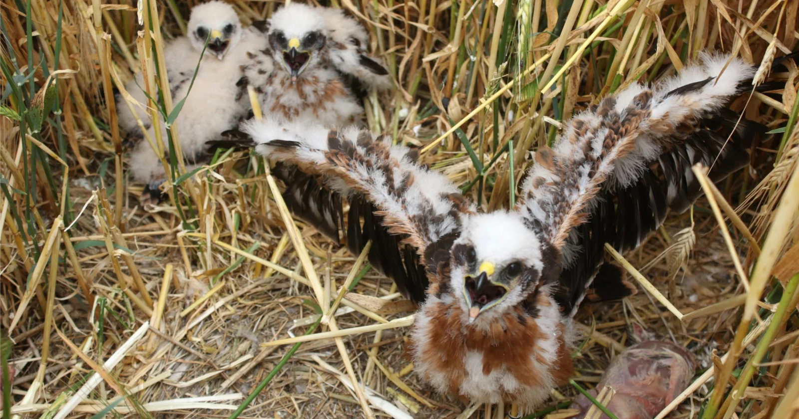 Zeldzaamste vogelnesten uit het VK: geheim gehouden om natuurfotografen buiten de deur te houden