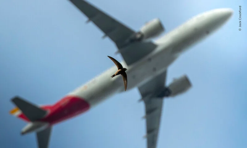 A small bird flies in the foreground, silhouetted against a large, out-of-focus passenger airplane in the sky.