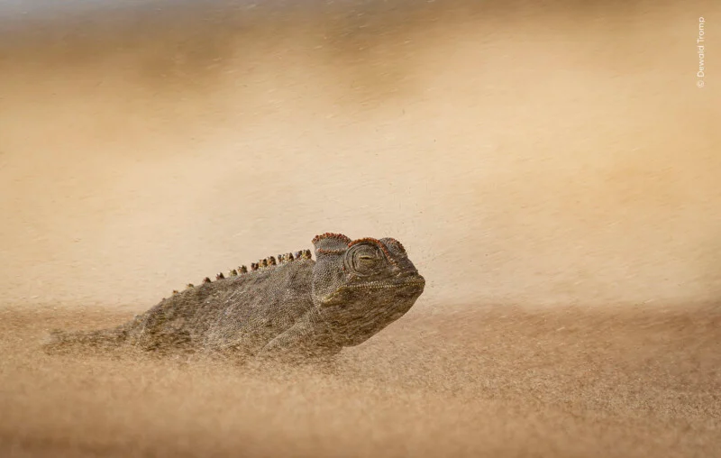 A Namaqua chameleon sits on sand during a windstorm, with sand particles blowing across its body and the background.