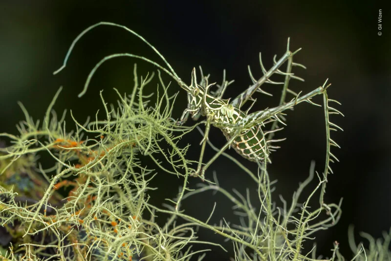 A spiky, green and white camouflaged katydid rests on a branch of light green lichen against a dark background.