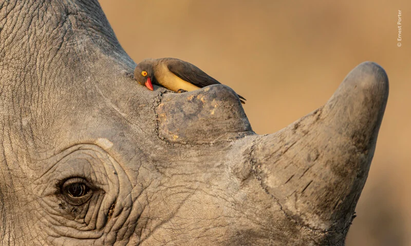 A red-billed oxpecker rests on the snout of a rhinoceros near its horn and eye.