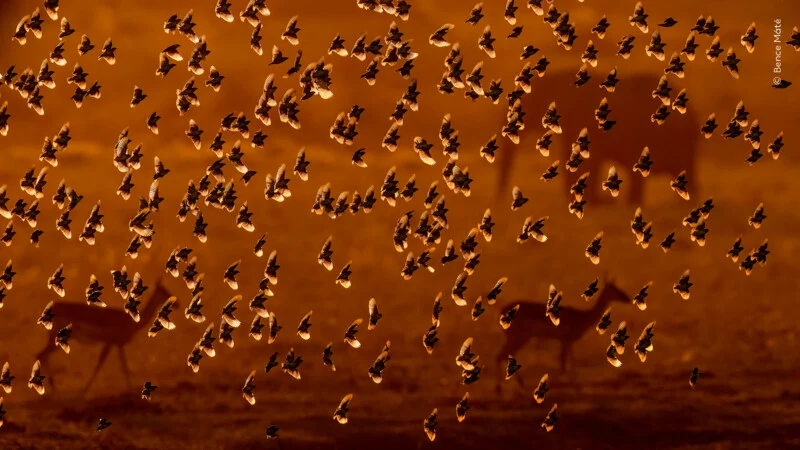 A large flock of birds flies across a golden, sunset-lit landscape where two antelopes stand in the background.
