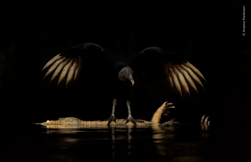 A black vulture stands with wings spread wide atop the carcass of a caiman floating in dark water.