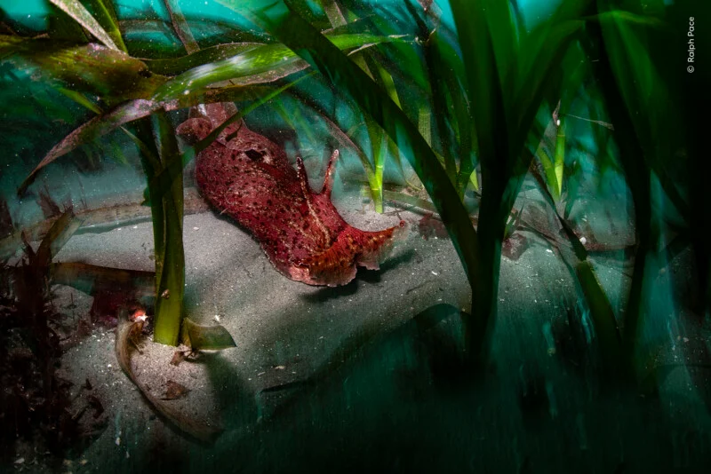 A large, reddish-brown sea hare rests on a sandy seafloor surrounded by tall, green seagrass blades.