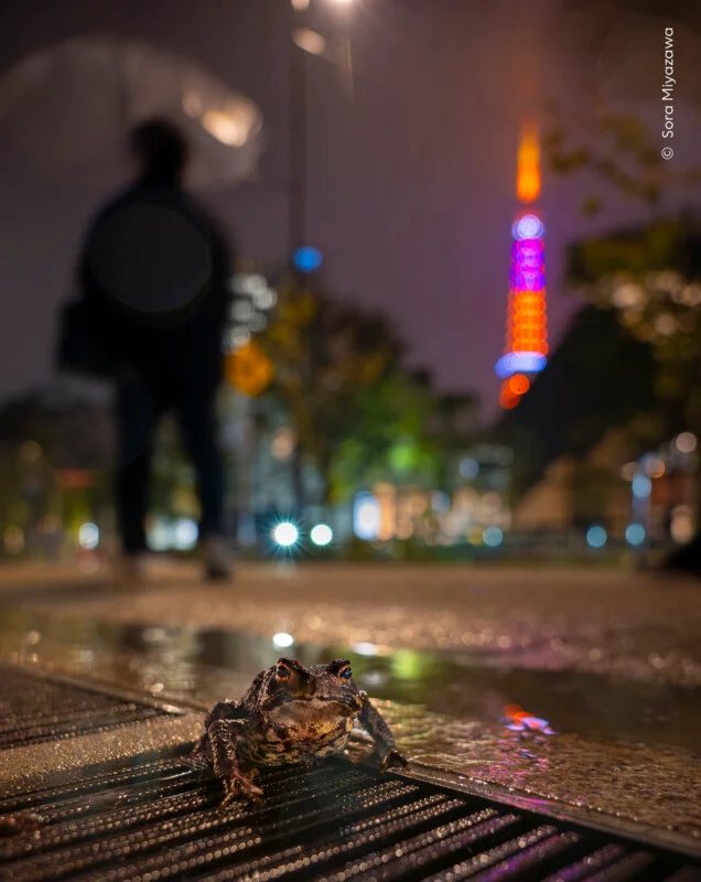A toad sits on a wet metal grate in the foreground, with a blurred figure walking under an umbrella and a glowing tower in the background at night.