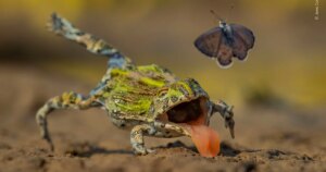 Nauwe ontsnapping van een vlinder onder de finalisten van Wildlife Photographer of the Year