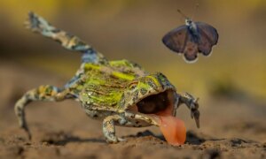 Nauwe ontsnapping van een vlinder onder de finalisten van Wildlife Photographer of the Year