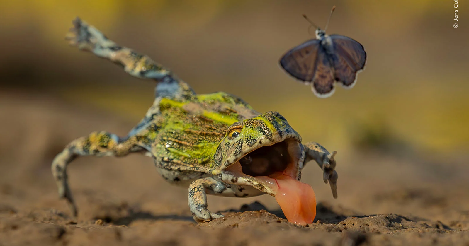 Nauwe ontsnapping van een vlinder onder de finalisten van Wildlife Photographer of the Year