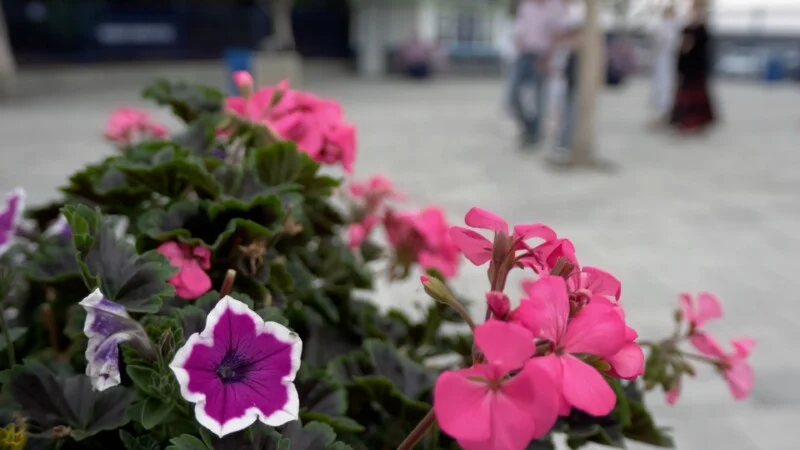 Een close-up van felroze geraniums en een enkele paarse en witte petunia in een plantenbak, met wazige figuren die op de achtergrond lopen.