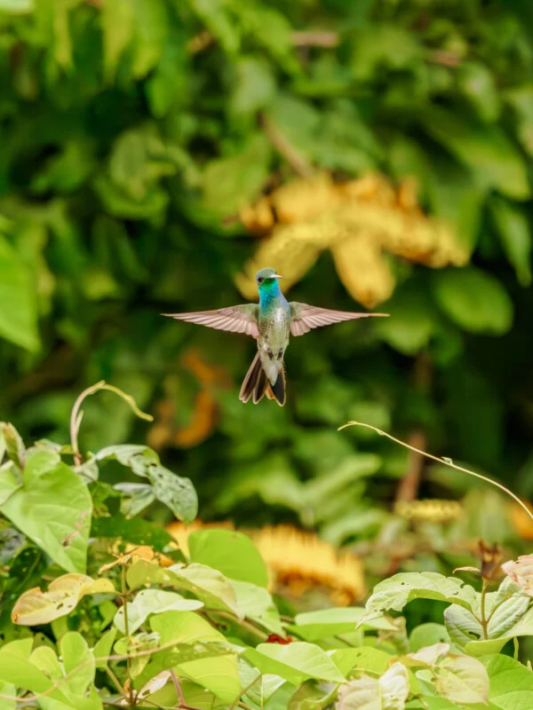 A blue and green hummingbird hovохers in mid-air with wings outstretched, set against a background of lush green foliage and yellow flowers.