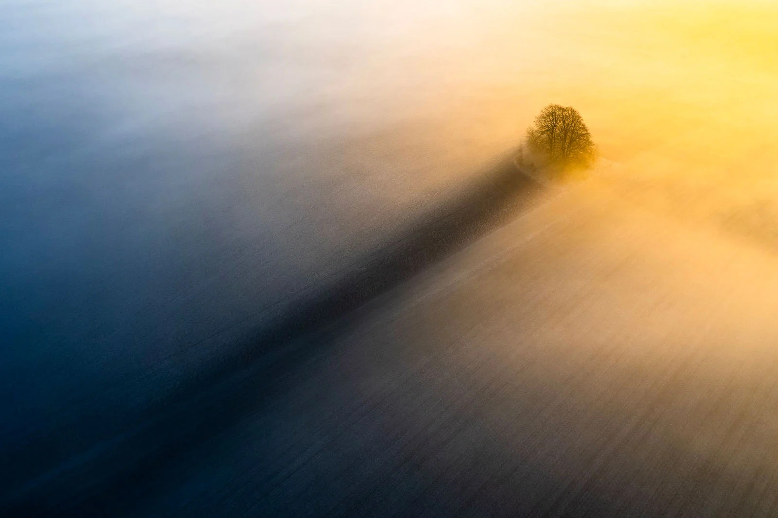 An aerial view shows a lone tree casting a long shadow across a field partially obscured by thick, golden-lit morning fog.