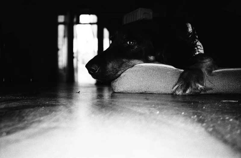 A black dog rests its head on a textured cushion on a wooden floor, looking toward a bright doorway in the background.