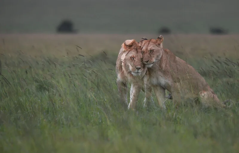 A male and female lion stand close together in tall grass, with the female leaning her head against the male's face.