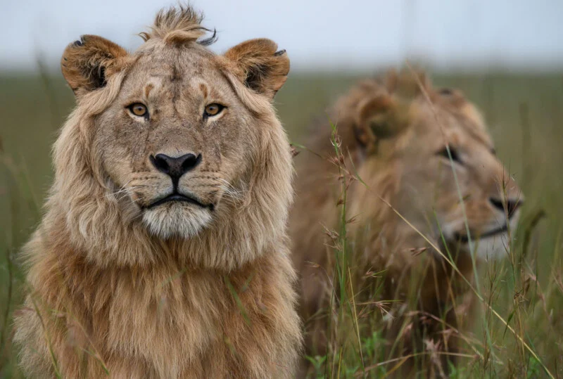 Two young male lions with developing manes sit in tall grass, with one looking directly at the camera.
