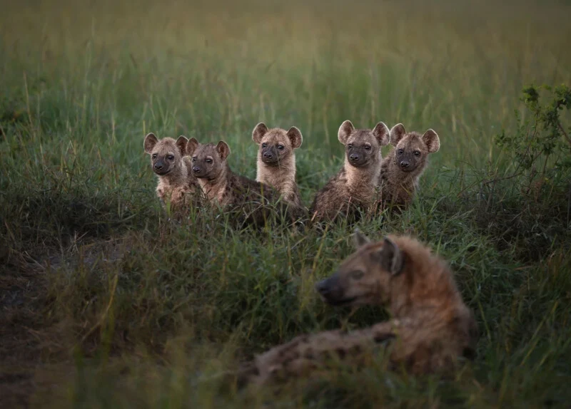 Five spotted hyena cubs sit in tall grass, while an adult hyena rests in the foreground.