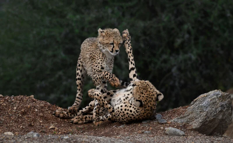 Two young cheetahs play-fight on a dirt mound, with one standing over the other as they swat at each other.