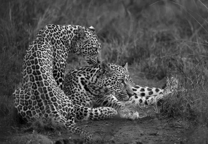Two leopards rest in tall grass, with one standing and grooming the back of the other, which is lying down.