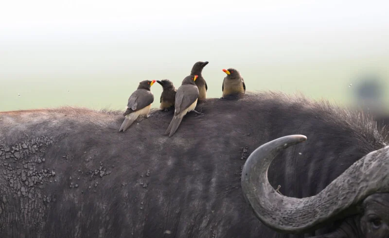 Five red-billed oxpeckers perch on the back of a large African buffalo.