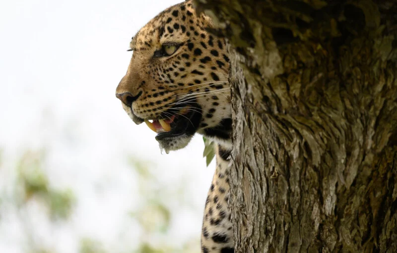 A leopard peers from behind a tree trunk, showing its teeth and a drop of saliva hanging from its mouth.