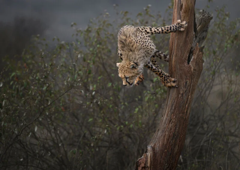 A cheetah cub descends a weathered, vertical tree trunk, its claws gripping the bark as it looks downward.