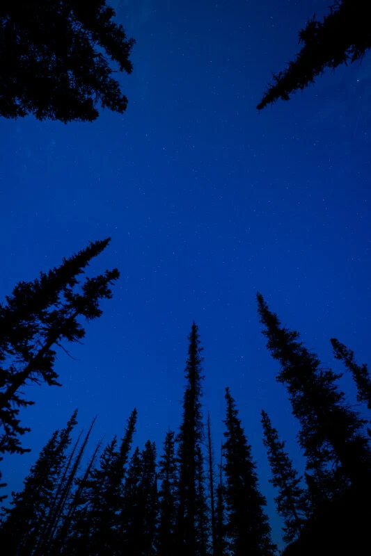 Tall evergreen trees are silhouetted against a deep blue night sky filled with faint stars, viewed from the ground looking upward through the forest canopy.