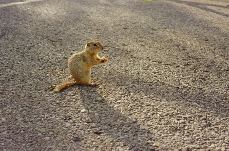 Een veldmarmot staat op twee achterpoten op een betegeld oppervlak, terwijl hij een klein stukje voedsel vasthoudt in zijn voorpoten.