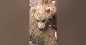 Babybeer knabbelt aan de laars van de fotograaf