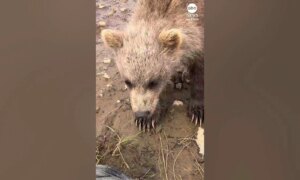 Babybeer knabbelt aan de laars van de fotograaf