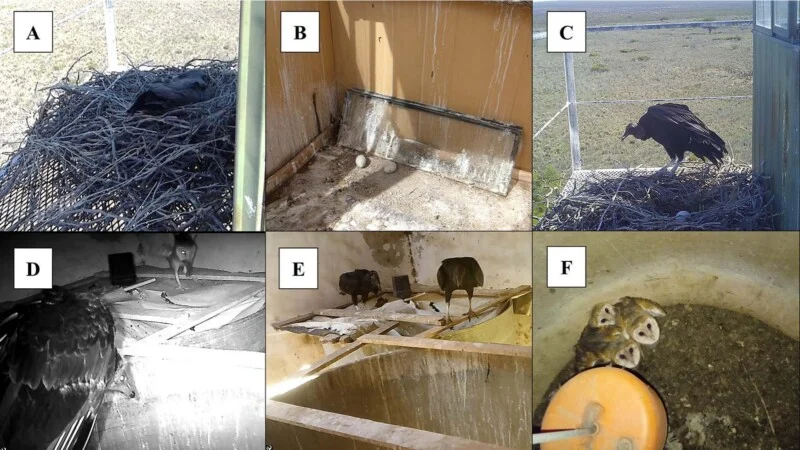 A six-panel collage showing black vultures nesting in man-made structures, including eggs, adults, and barn owl chicks.