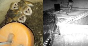 Trailcamera achtergelaten door onderzoekers in een verlaten huis; zeldzame interacties tussen roofvogels vastgelegd