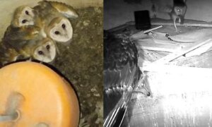 Trailcamera achtergelaten door onderzoekers in een verlaten huis; zeldzame interacties tussen roofvogels vastgelegd