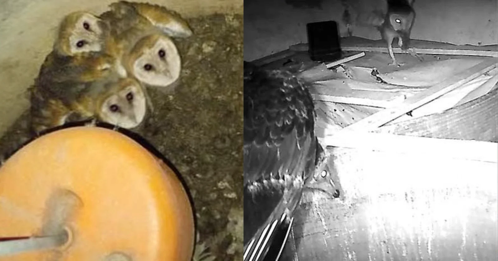 Trailcamera achtergelaten door onderzoekers in een verlaten huis; zeldzame interacties tussen roofvogels vastgelegd