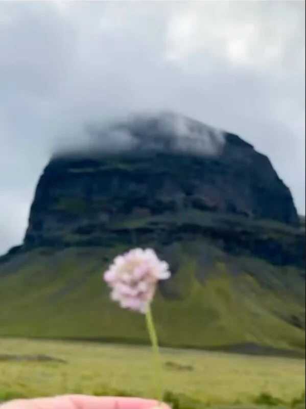 A hand holds a small, light pink flower in the foreground, with a large, cloud-capped mountain rising in the background.