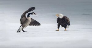 Hoe foto's van fotografen verstrikt raken in de handelsoorlog tussen de VS en Canada