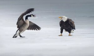 Hoe foto’s van fotografen verstrikt raken in de handelsoorlog tussen de VS en Canada