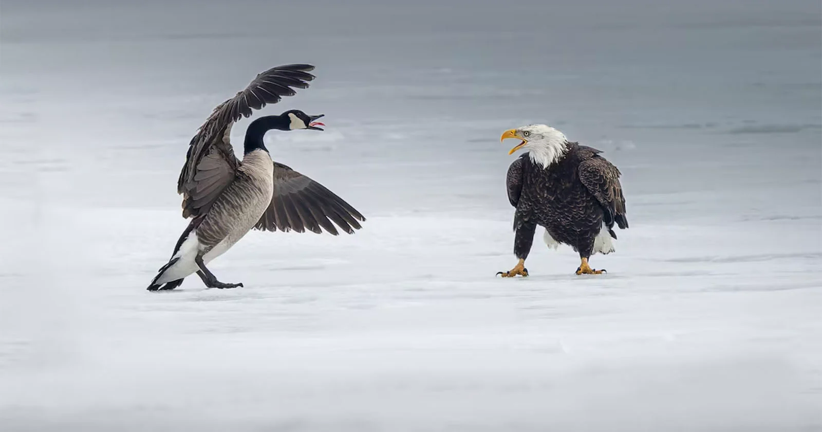 Hoe foto's van fotografen verstrikt raken in de handelsoorlog tussen de VS en Canada