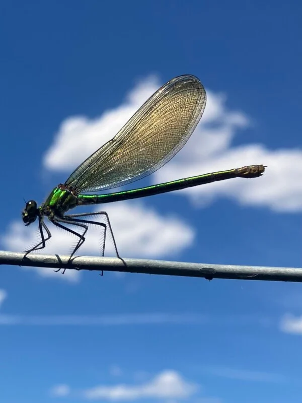 A metallic green damselfly with translucent wings rests on a thin wire against a bright blue sky with scattered white clouds.