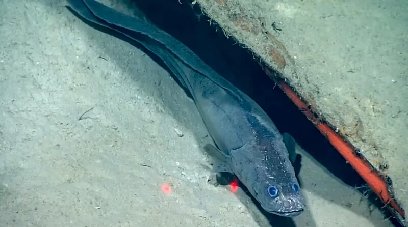 A long, slender, dark-colored fish with large, glowing blue eyes swims along the sandy seafloor next to a rusted metal structure.