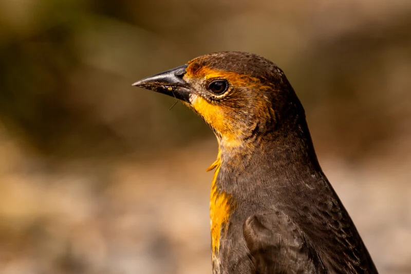 A close-up profile view of a bird with a dark, pointed beak, a brown head, and vibrant yellow-orange feathers around its eyes and throat.