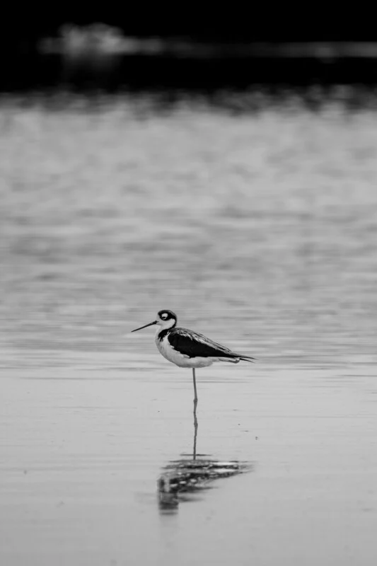 A black-necked stilt stands on one leg in shallow water, its reflection visible beneath it.