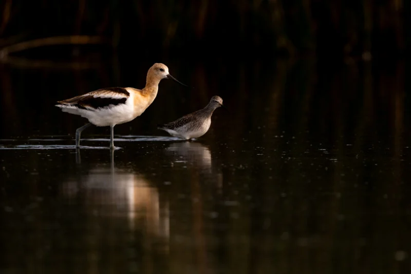 An American avocet and a smaller, mottled shorebird wade through dark, still water, casting soft reflections.